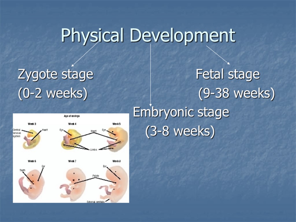 Physical Development Zygote stage Fetal stage (0-2 weeks) (9-38 weeks) Embryonic stage (3-8 weeks)